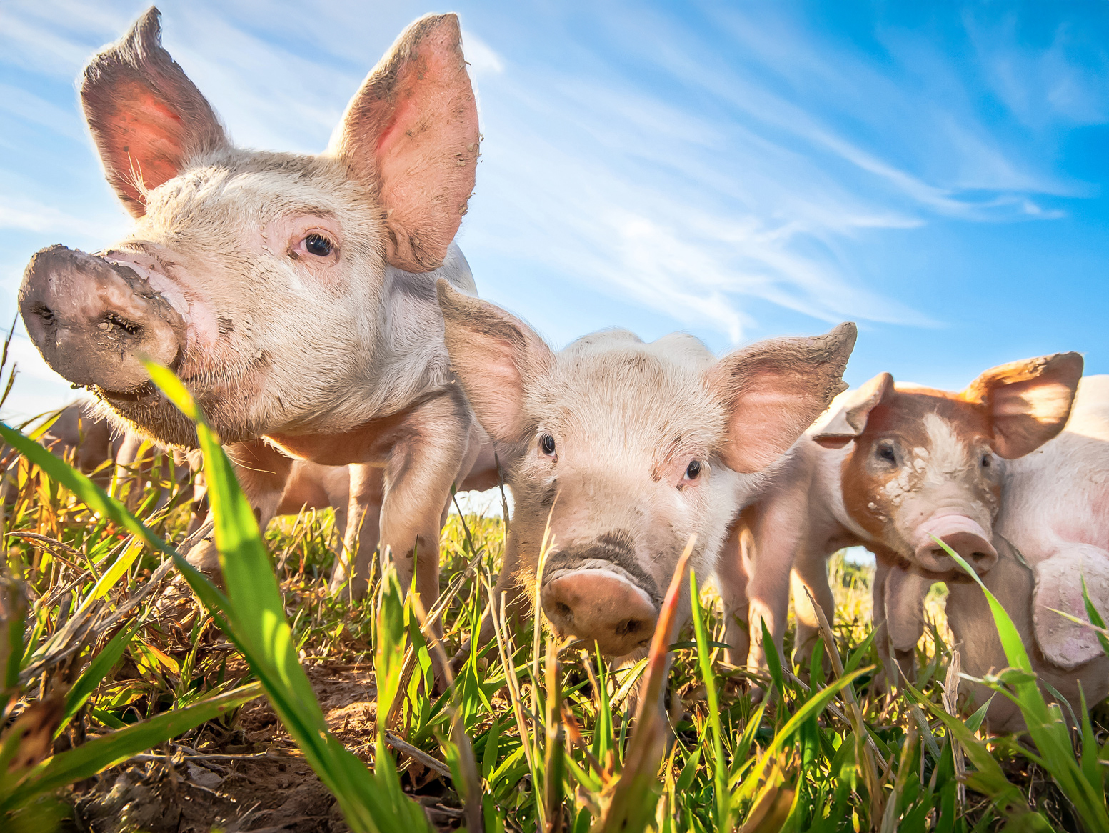 fairfleisch Imagekampagne Titelbild